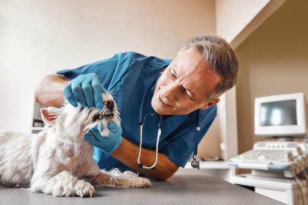  Vilge St George, LA Emergency Dentist Pros